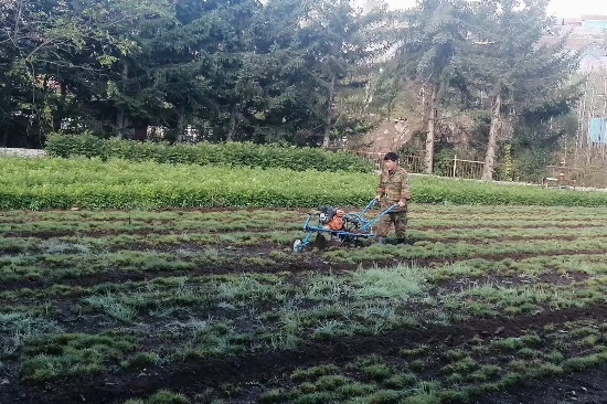 綠化苗木經(jīng)營(yíng)管理處開(kāi)展秋季圃地除草工作 (1).jpg